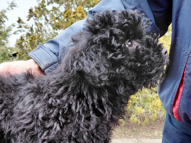 Puli puppy for sale